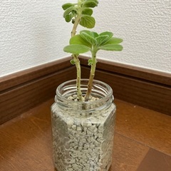 アロマティカス ハイドロカルチャー(角瓶) とても良い香りのハーブ 多肉植物 観葉植物 ゴキブリ避けにもの画像