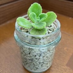 アロマティカス ハイドロカルチャー ミニB 多肉植物 とても良い...