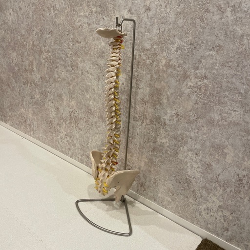脊椎模型　医療用