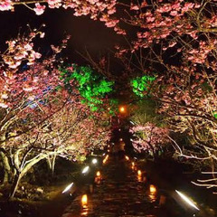 １日だけの勤務可能！今帰仁桜祭りで誘導員スタッフの画像