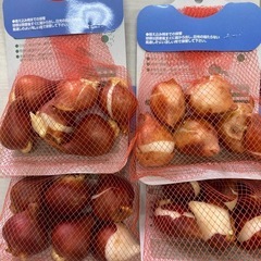 お話し中♪チューリップ球根24個