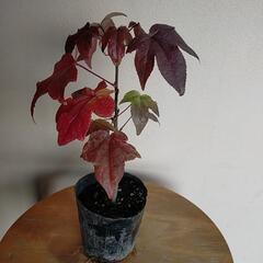 【完売】紅葉中の🍁🍁モミジバフウ苗木の画像
