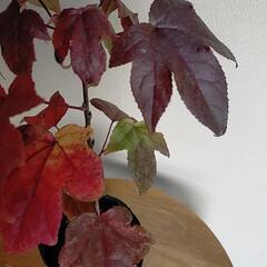 【完売】紅葉中の🍁🍁モミジバフウ苗木の画像