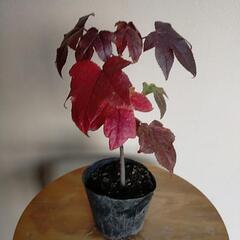紅葉中の🍁🍁モミジバフウ苗木