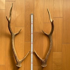 エゾシカ角