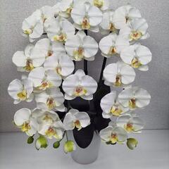 E-2410FB10◆胡蝶蘭　3本立
