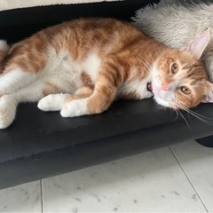 かよちゃん🐈