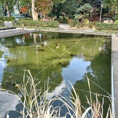 大きく育った錦鯉を頂けませんか？