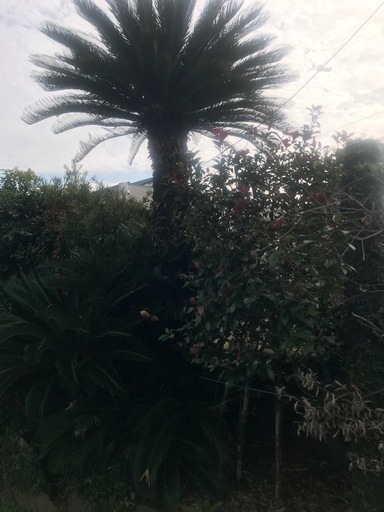 人気植物のソテツを格安でお譲り致します　　