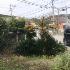 人気植物のソテツを格安でお譲り致します　　