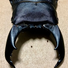 テイオウヒラタクワガタ　90×41
