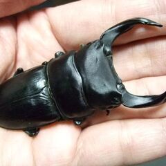 福岡県産オオクワガタ ♂73.7ミリ ♀50ミリ ペアの画像