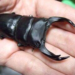 福岡県産オオクワガタ ♂73.7ミリ ♀50ミリ ペアの画像