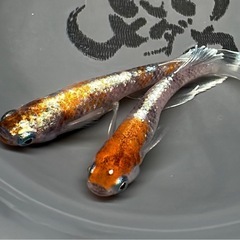 【だいメダカ】　🐟改良メダカ販売🐟