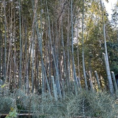 千葉県白井市竹無料の画像