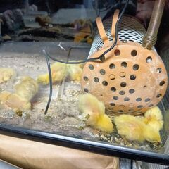ヒメウズラの有精卵