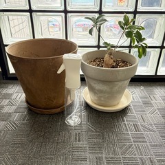 植物 プランター ガジュマル 霧吹き