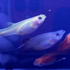 グッピー　稚魚
　10匹の画像