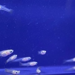 グッピー　稚魚
　10匹の画像