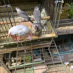 手乗り桜文鳥3と白文鳥2里親探し桜1,500円白2,000円で約...