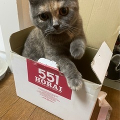 スコティッシュフォールド