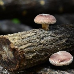 75本　 原木椎茸