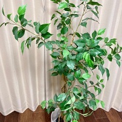ニトリ フェイクグリーン フィカス 150cm 鉢付きの画像