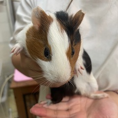 モルモット♂♀
