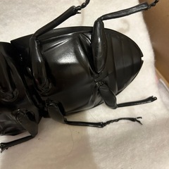 貴重！巨大クワガタ模型の画像