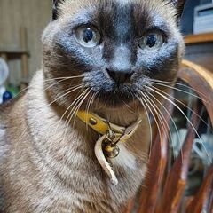 【譲渡完了】トンキニーズ　約8歳　遊ぶのが好きなコミュ力高めの猫です
