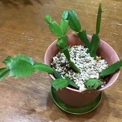 シャコバサボテン　　デンマークカクタス