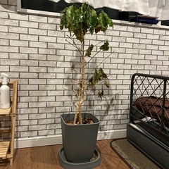 観葉植物　コーヒー木