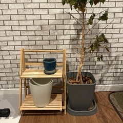 観葉植物　コーヒーの木　ラックセット