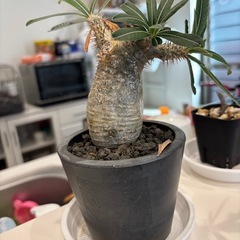 最終値下げ✴︎^ ^グラキリス　　現地球の画像