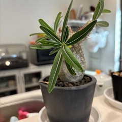 最終値下げ✴︎^ ^グラキリス　　現地球の画像