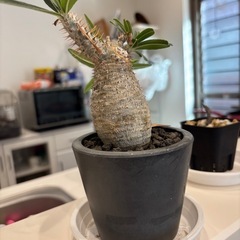 最終値下げ✴︎^ ^グラキリス　　現地球の画像