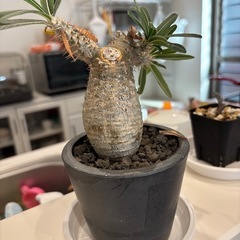 最終値下げ✴︎^ ^グラキリス　　現地球の画像