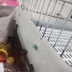 🌹(最終値下げ)ラビットケージ🌹の画像