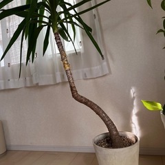 🩵観葉植物🪴 ユッカ 130cm超え🩵の画像