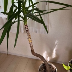 🩵観葉植物🪴 ユッカ 130cm超え🩵の画像