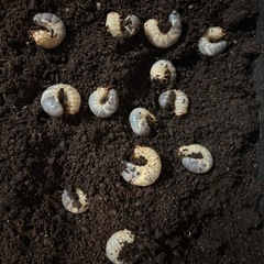 カブトムシの幼虫