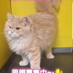 里親募集中！生後6ヶ月足長ミヌエット♂(⋈◍＞◡＜◍)。✧♡