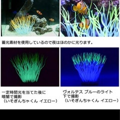 水槽　オブジェ　いそぎんちゃくんの画像