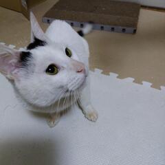【保護猫の里親様募集】イケメンオス猫　　