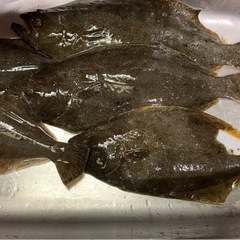 【同行者募集】12月21日（土）船ヒラメ釣り