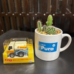 ④サボテン寄せ植え＆チョロQセット