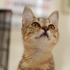 可愛いサビ子猫ドレミちゃん