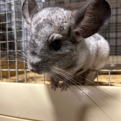 チンチラ　パイド　　お問い合わせ終了です。