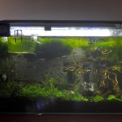 小型熱帯魚水槽セット