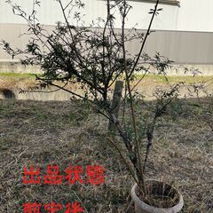 香りがとてもいい！白モッコウバラ　　今が植え時！！